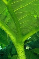 Underside of Gunnera Maculata, showing prickles in Summer