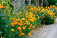 Californian Poppies - Eschscholzia californica