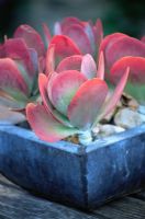 Succulent Cotyledon Macrantha in container with stone mulch