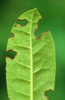 Vine weevil damage