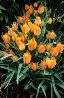 Tulipa linifolia batalinii Group 'Apricot Jewel'