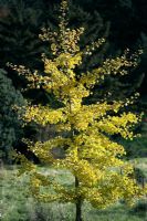 Ginkgo biloba 'Autumn Gold'