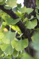 Ginkgo biloba 'Autumn Gold'