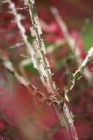 Euonymus alatus - Winged Spindle