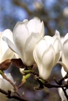 Magnolia denudata 'Purple Edge'