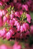 Erica carnea 'Rotes Juwel'