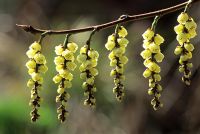 Stachyurus praecox AGM