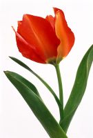 Tulipa 'Cantata'