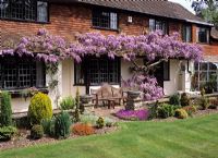 Wisteria in full flower - White Knights, Buckinghamshire