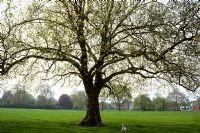 Dog under mature tree in Spring on Peckham Rye, London
