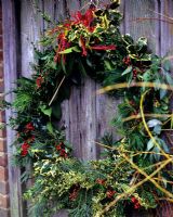 Christmas wreath on weathered door made from Ilex - Holly, Taxus - Yew, Buxus - Box and Cedrus - Cedar