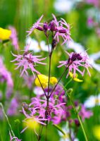 Lychnis flos-cuculi - Ragged robin in Wildflower meadow in Suffolk