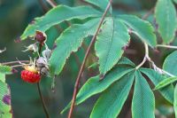 Rubus lineatus