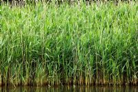 Reedbed alongside a lake, important habitat for waterside birds and wildlife