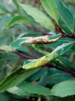 Trioza alacris - Bay sucker - Symptoms on leaves of Laurus nobilis
