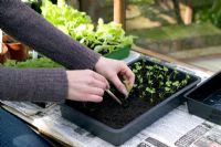 Pricking out celery seedlings on greenhouse bench - Variety Apium graveolens 'Sigfrido'