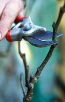 Pruning Pyrus 'Bellisime d'Hiver' in Winter 
