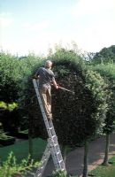 Head Gardener David Beaumont, pruning Quercus ilex, ball trees - Hatfield House
