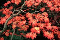 Acer japonica aconitifolium - Fullmoon Maple