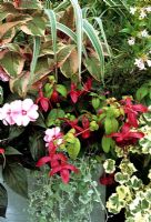 Latest introductions in neutral grey coloured container - Fuchsia Firecracker, Arundo donax versicolor, Fuchsia 'Blacky', Dichondra 'Silver Falls' and New Guinea busy lizzie