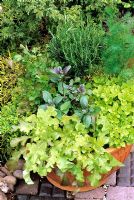 Edible summer pot with Lettuce 'Salad Bowl', Basil, Coriander, Golden Marjoram, Rosemary and dill 