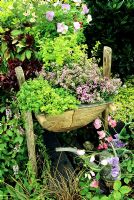 Wooden trough planted with Thymus - Thyme, Golden Marjoram, Red leaved Lettuce, Thai basil, Viola - Pansies and Parsley 