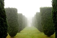 Formal Taxus topiary in fog - Hodges Barn, Gloucestershire