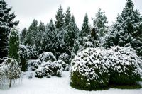 Informal pine garden with snow, Picea abies 'Acrocona' and Picea omortika 'Nana' 