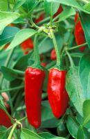 Capsicum 'Apache' - Chilli pepper 