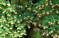 Enkianthus campanulatus and Enkianthus campanulatus var campanulatus f. albiflorus 