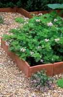 Tile edged beds of Pelargonium 'Attar of Roses' with a gravel path