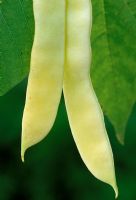 Phaseolus lunatus - Butter bean