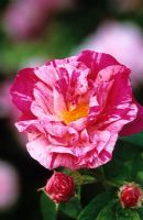 Rosa gallica var. officinalis 'Versicolor' - Rosa mundi rose, Apothecary's rose
