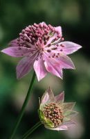 Astrantia maxima