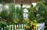 Cottage style front garden packed with colour in summer - Helianthus, Helenium, Verbascum and topiary spirals. White picket fence and iron arch with climbers