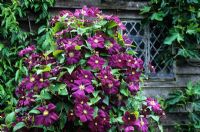 Clematis 'Etoile Violette' growing up a post in the Barn Garden at Great Dixter