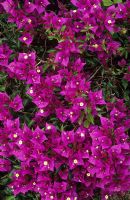 Bougainvillea glabra