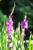 Gladiolus 'Airborne' grwoing in the Cutting Garden at Chanticleer Garden