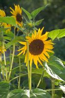 Helianthus annus - Annual sunflowers at Westbury Court Garden