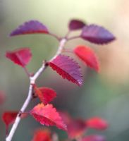 Prunus incisa 'Kojo No-Mai' showing Autumn colour