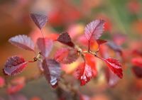 Prunus incisa 'Kojo No-Mai' showing Autumn colour