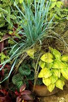 Ornamental grasses Elymus magellanicus and Carex comans bronze arch over Hosta 'Tatoo' and Saxifraga cuscutifolia in a terracotta pan