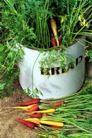 Four varieties of Daucus carota - Rainbow carrots growing in an old enamel bread bin