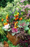 Foliage, fruit and flowers for late summer and autumn in large terracotta pot - Physalis with Brassica oleracea, Erica and Caryopteris 'Ferndown' - Aster x frikartii behind