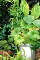 Bold, contrasting leaves in a galvanised container - Canna 'Striata', Darmera peltata, Chasmanthium latifolia and curly wood sage, Teucrium scorodonia 'Crispum'