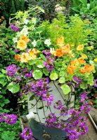 Soft summer colours spilling out of an old recycled enamel water heater stood on a draining board.  Blue Scaevola aemula 'Blue Wonder' with variegated Tropaeolum majus 'Peach Schnapps', golden marjoram and green Nicotiana