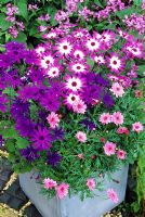 Spectacular new Pericallis Senetti Series  growing in a grey fibreclay container with their perfect partner, Argyranthemum 'Summer Melody' 