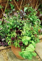 Gourmets' delight with five varieties of  basil growing in a terracotta pot. 'Arrarat' , lime basil, cinnamon basil, Thai basil and lettuce leaved basil