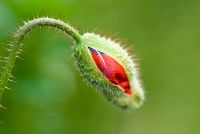 Papaver rhoeas, opening bud of red Field Poppy