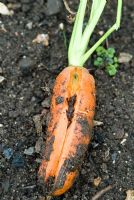 Carrot splitting, caused by periods of dryness followed by improved moisture and rapid growth